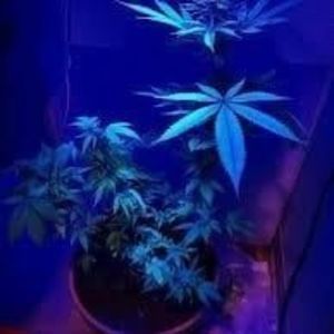 Meet your Posher, Cherry